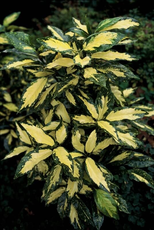 Aucuba japonica Picturata Variegated Golden Foliage