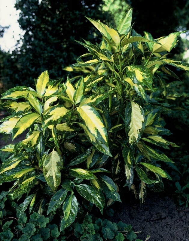 Aucuba japonica Picturata Variegated Foliage