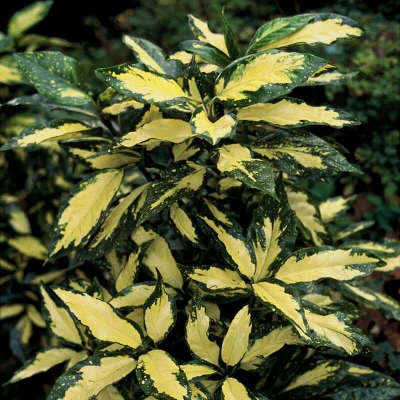 Aucuba japonica Picturata Variegated Foliage Cropped
