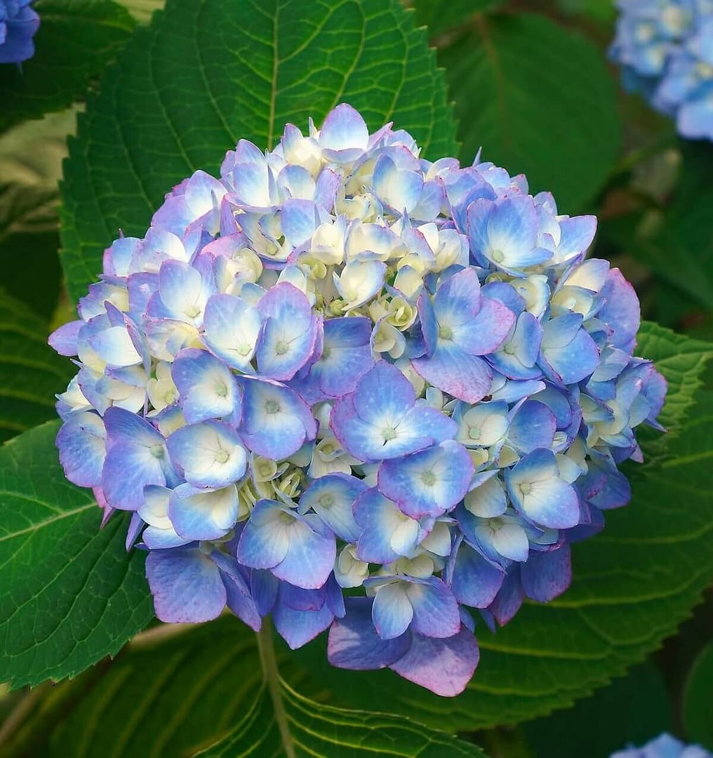 Hydrangea macrophylla - Mophead Hydrangea Blue Flower Close Up