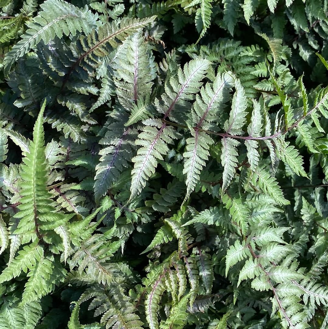 Athyrium niponicum var. pictum (Metallicum) Beautiful Foliage