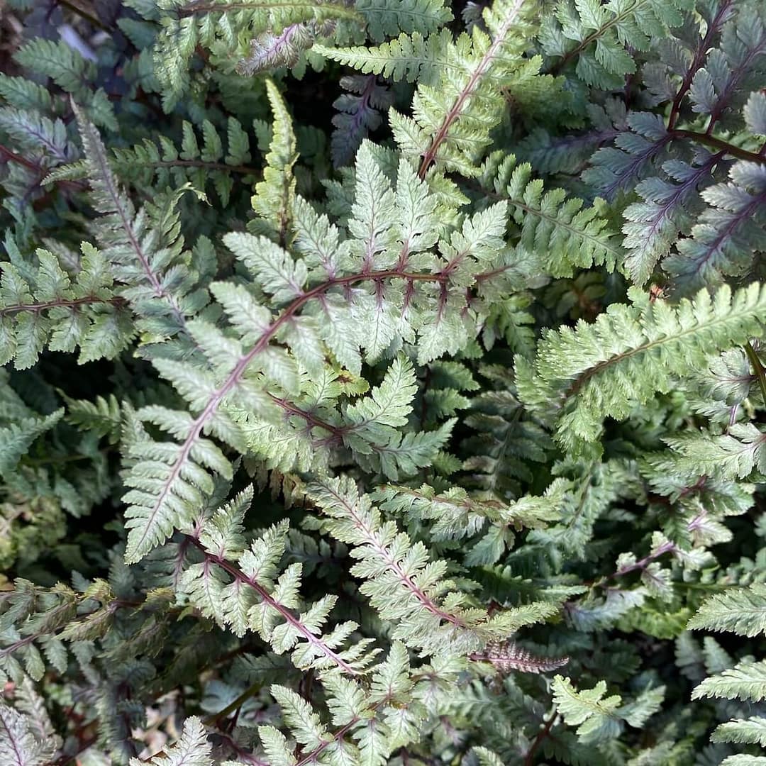 Athyrium niponicum var. pictum Burgundy Lace