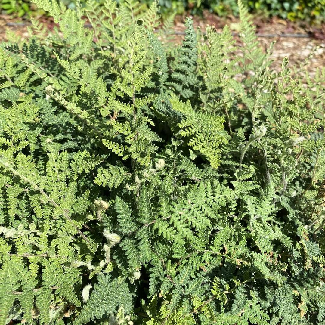 Cheilanthes lanosa - Hairy Lip Fern