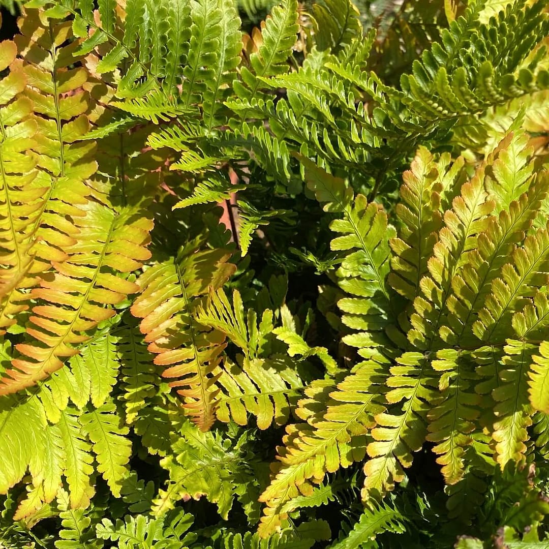 Dryopteris erythrosora