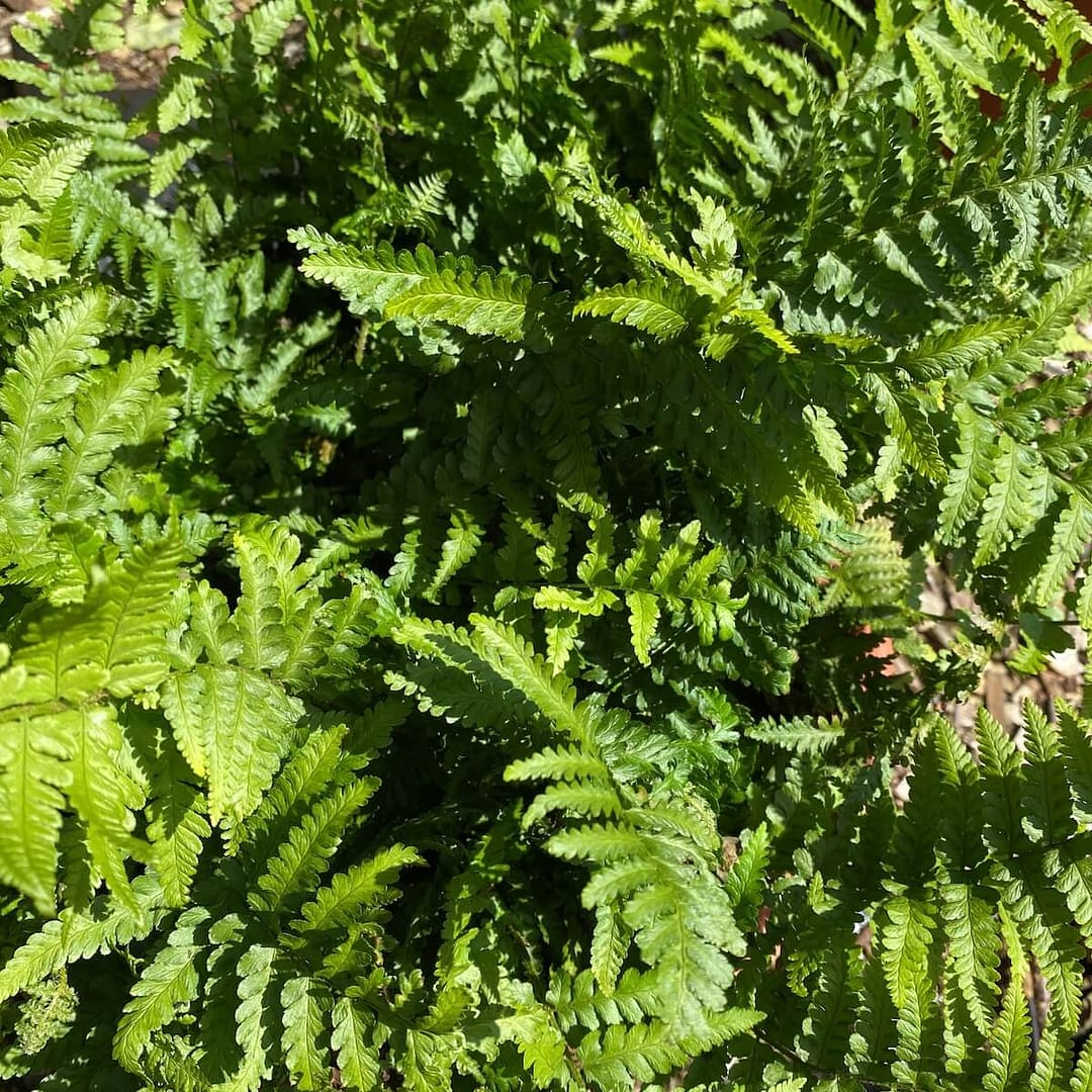 Dryopteris filix-mas