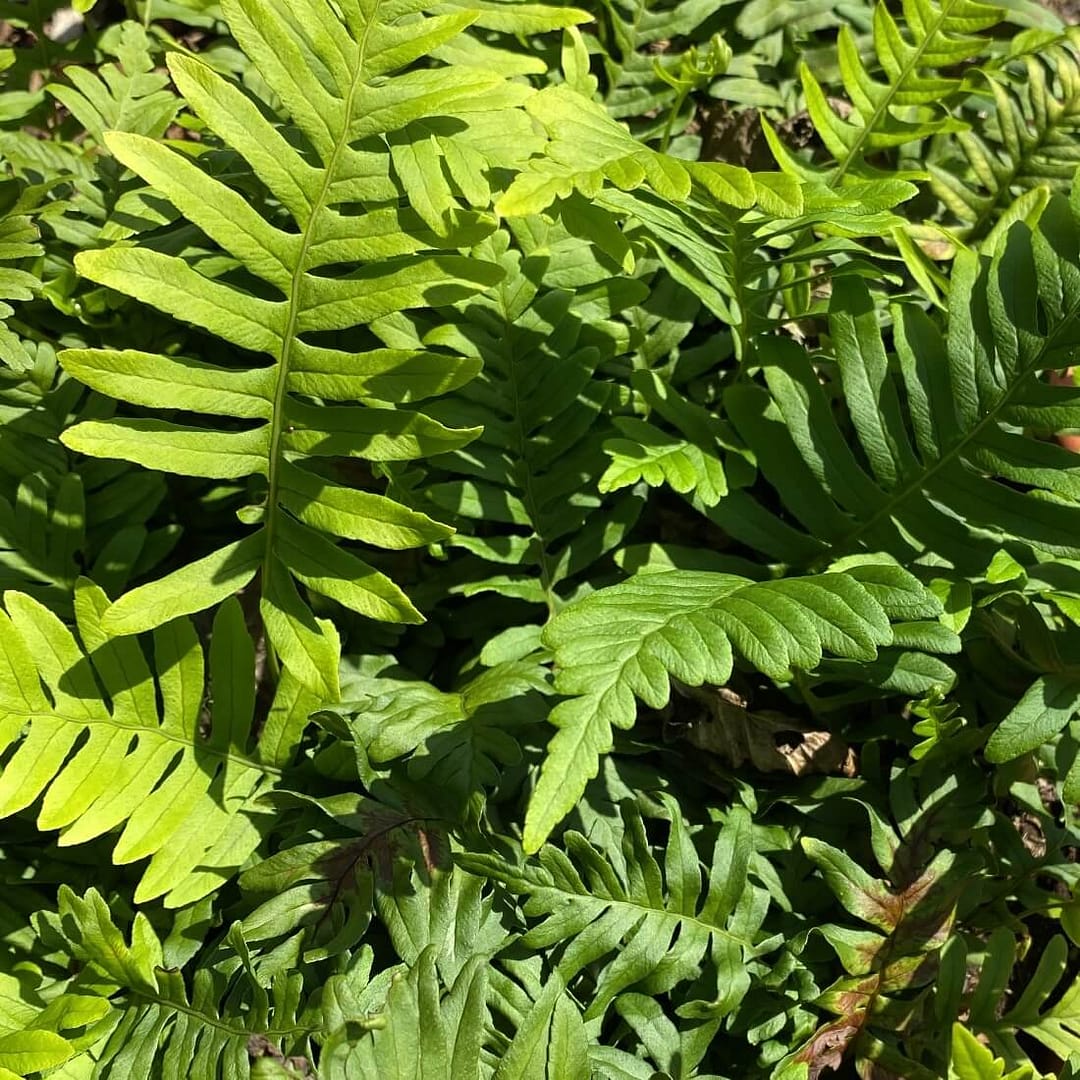 Polypodium vulgare - Common Polypody