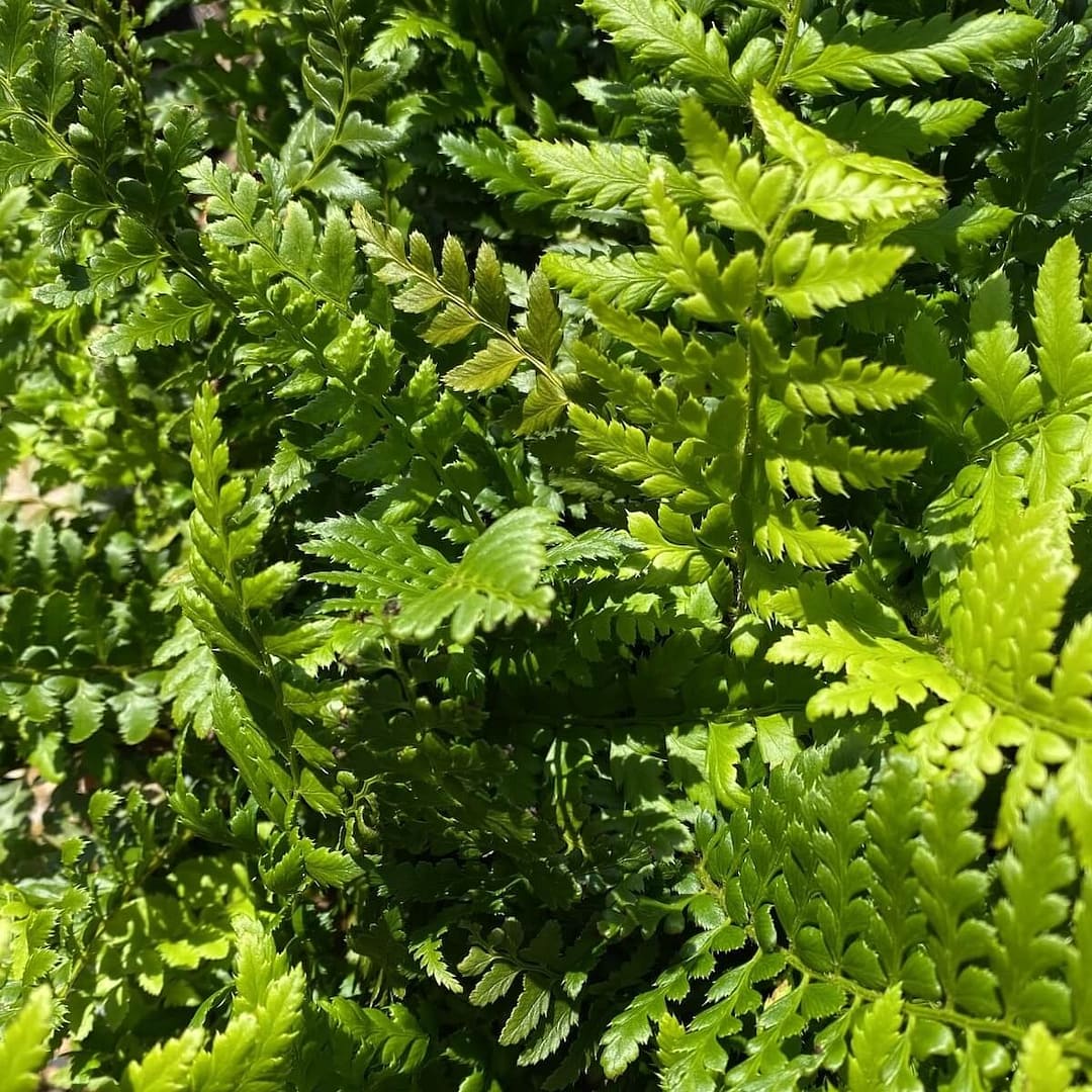 Polystichum aculeatum Scuta Hard Shield Fern