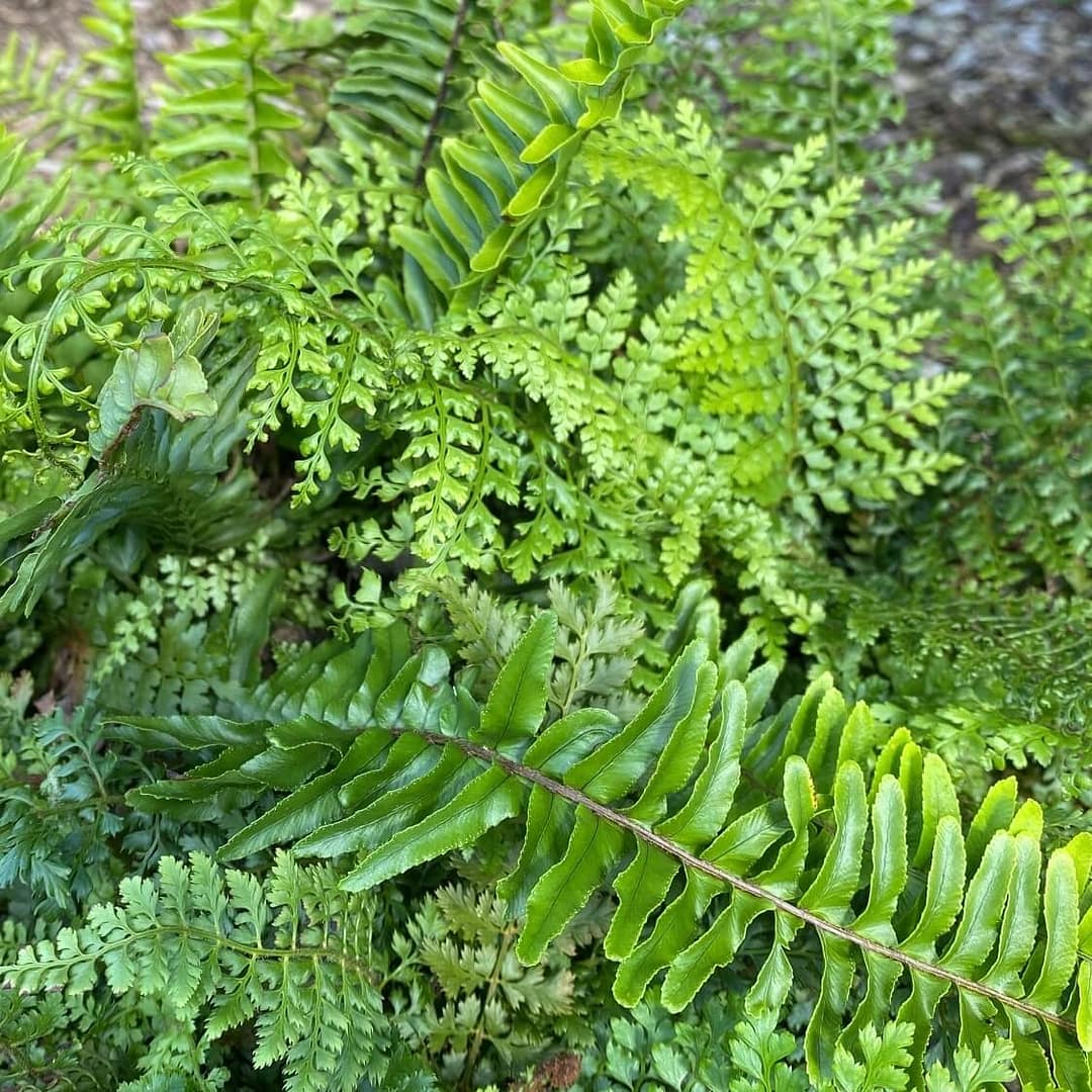 Polystichum setiferum herrenhausen Soft Shield Fern