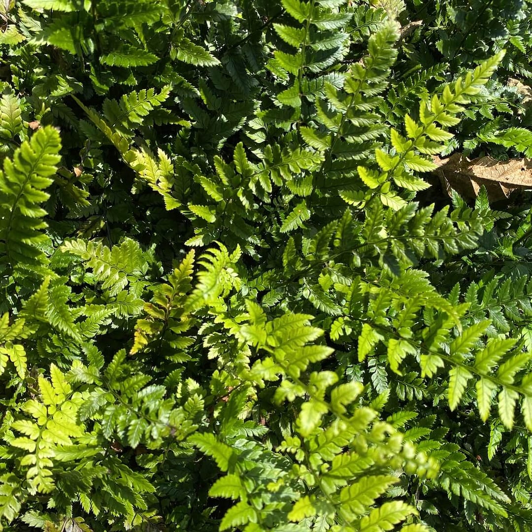 Polystichum tsus-simense - Korean Rock Fern