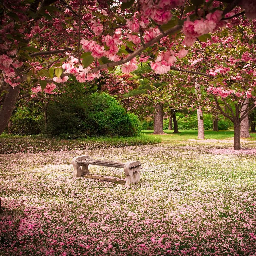 Cherry Trees with a Bench in the Garden