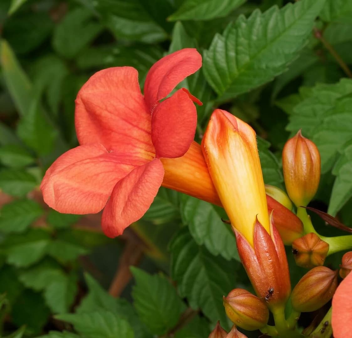 Campsis radicans Flower