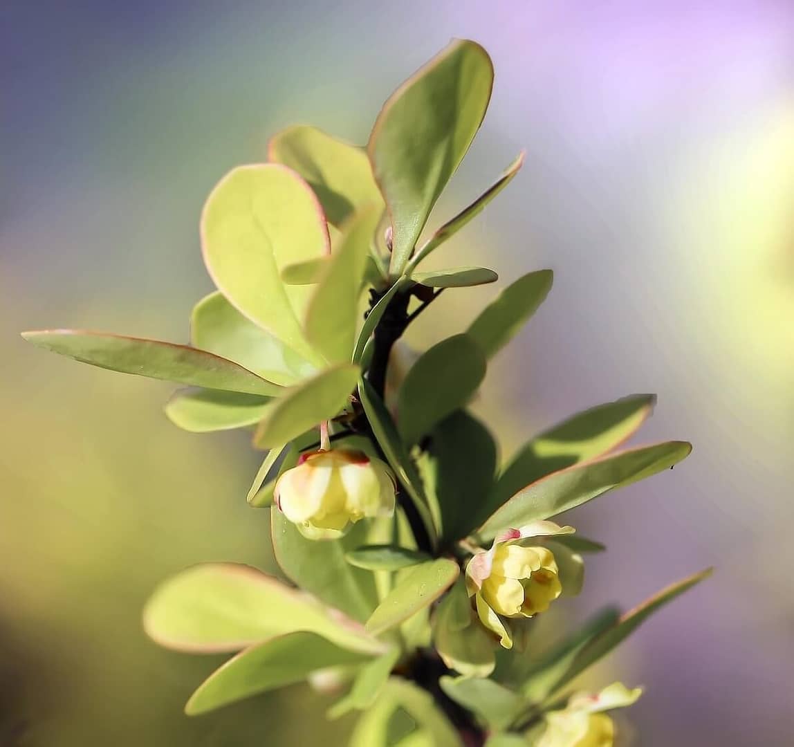 Berberis thunbergii Close Up Leaves and Flower