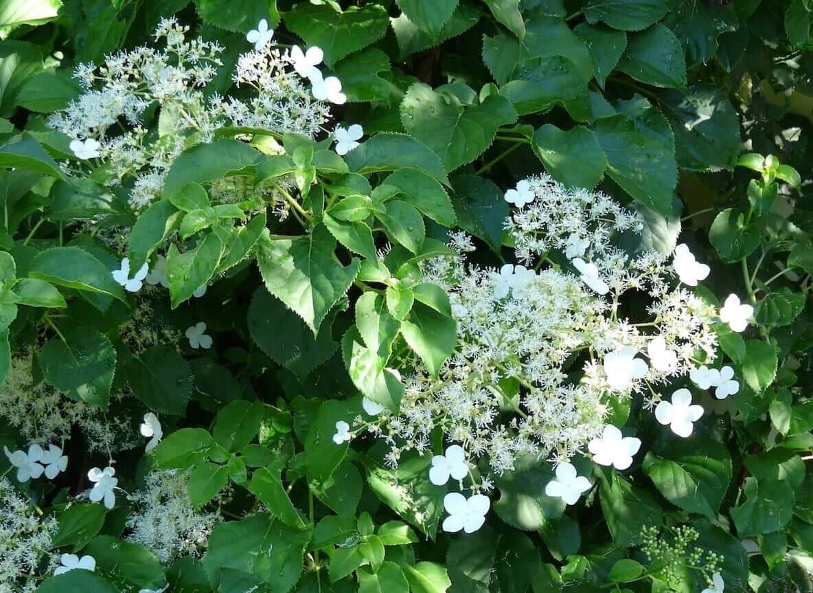 Hydrangea petiolaris