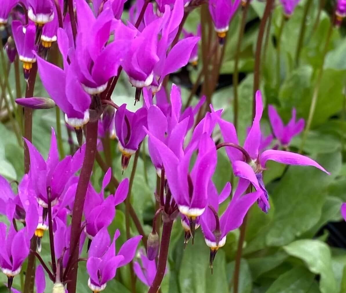 Dodecatheon Meadia, (Primula meadia) Shooting Star