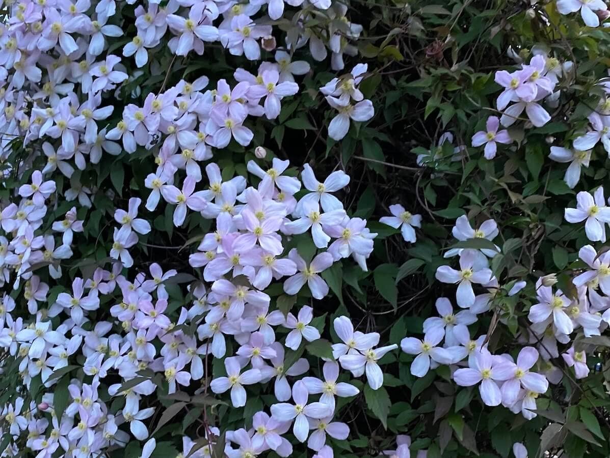 Clematis montana Rubens