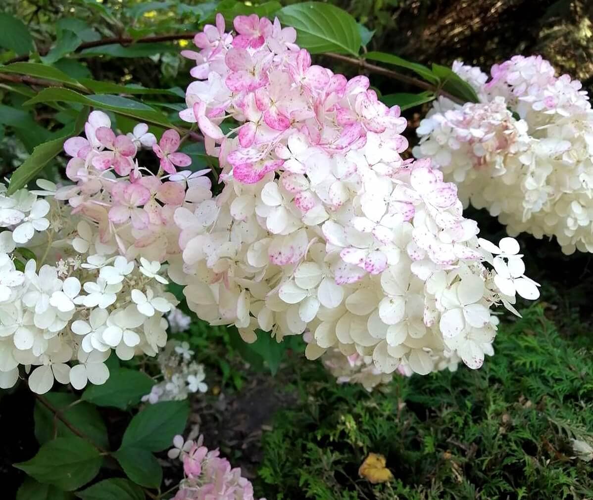 Hydrangea paniculata White Flushed Pink Flowers