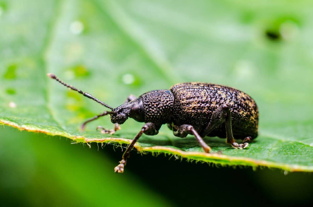 Vine Weevil Adult Beetle