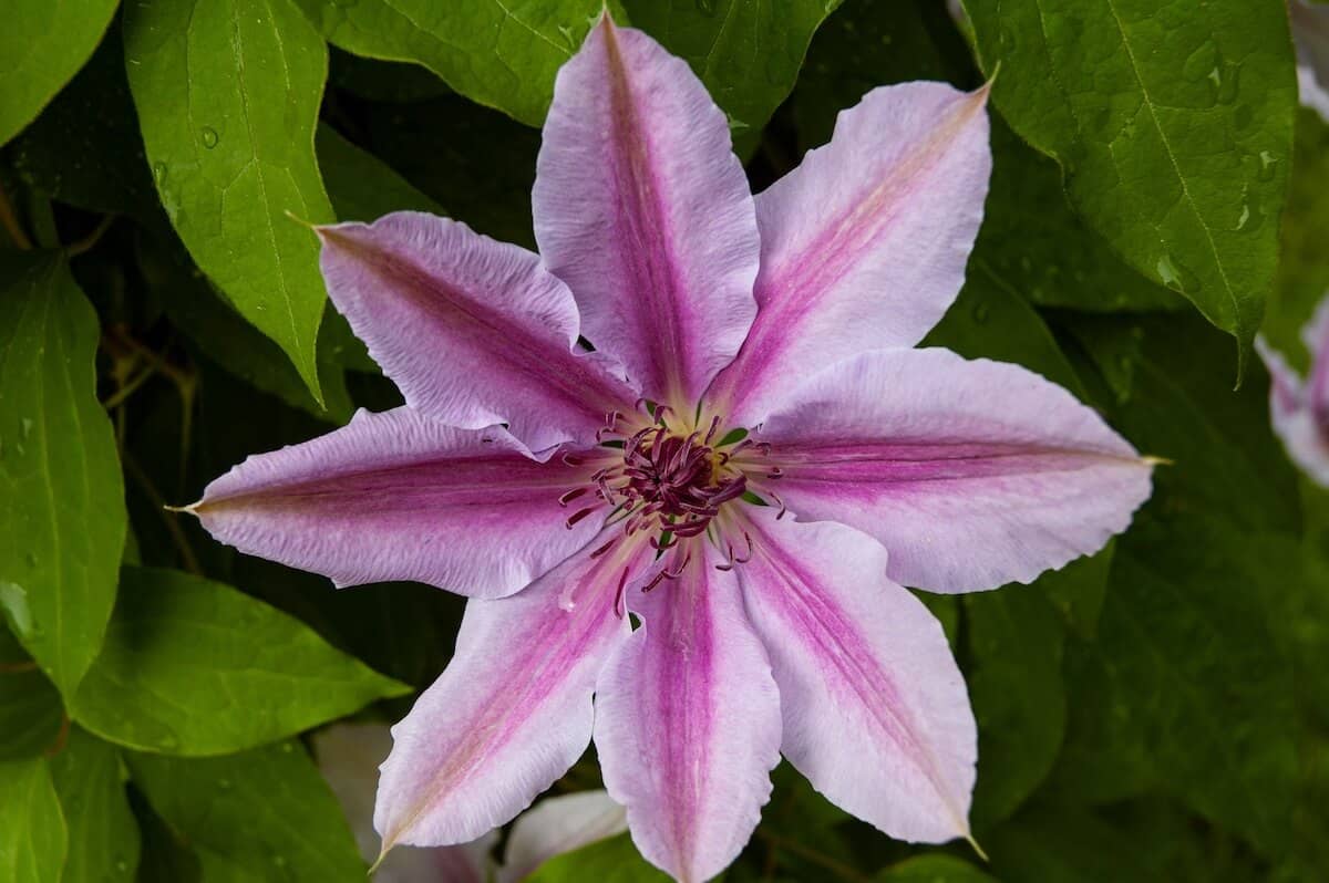 Clematis Doctor Ruppel Climber