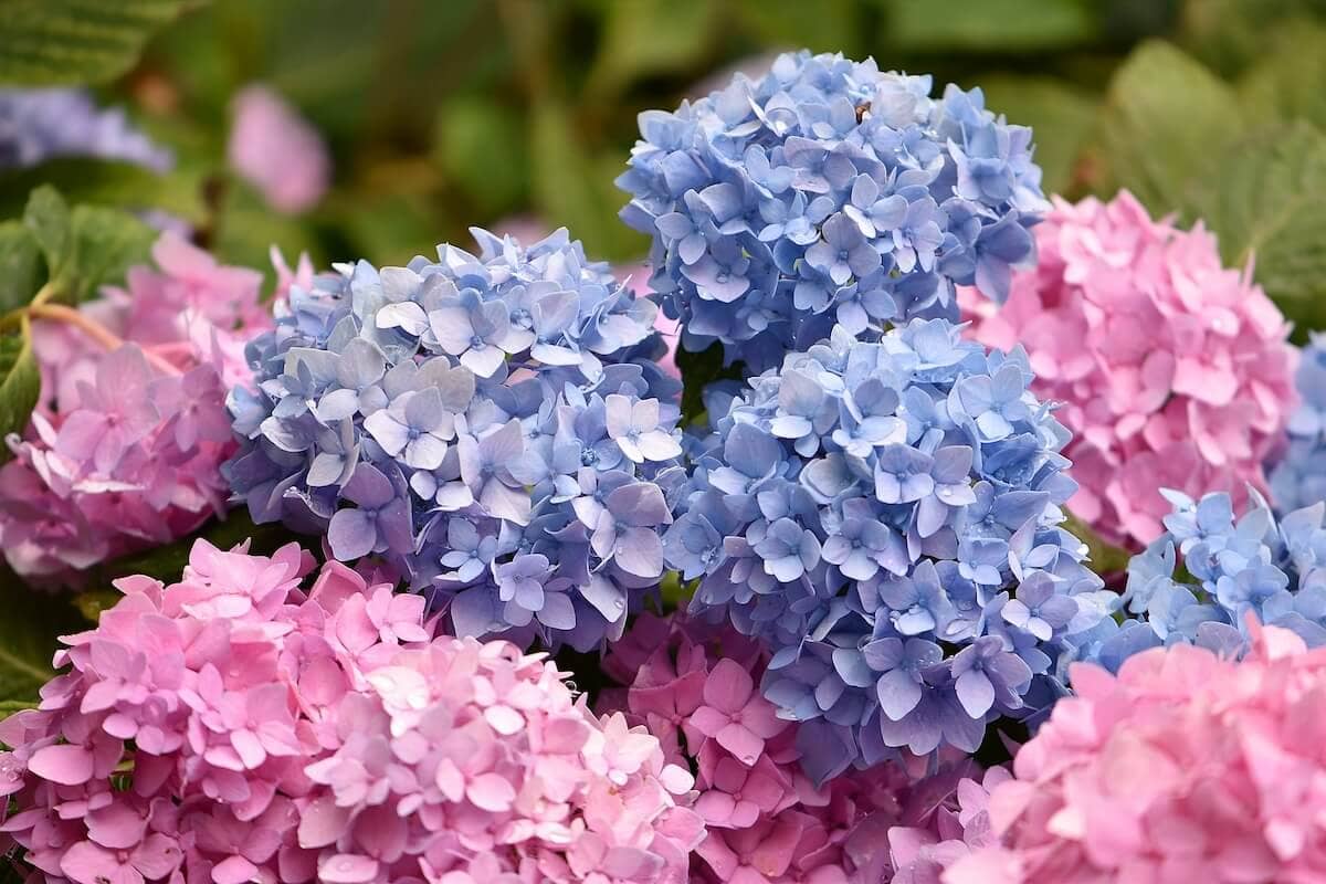 Hydrangea macrophylla Flowers Blue and Pink