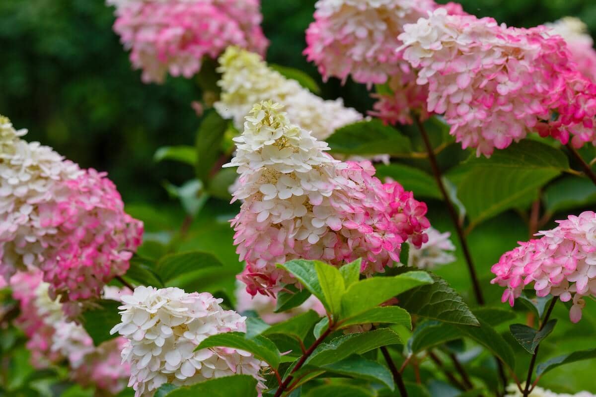 Hydrangea paniculata Vanille Fraise Flowering