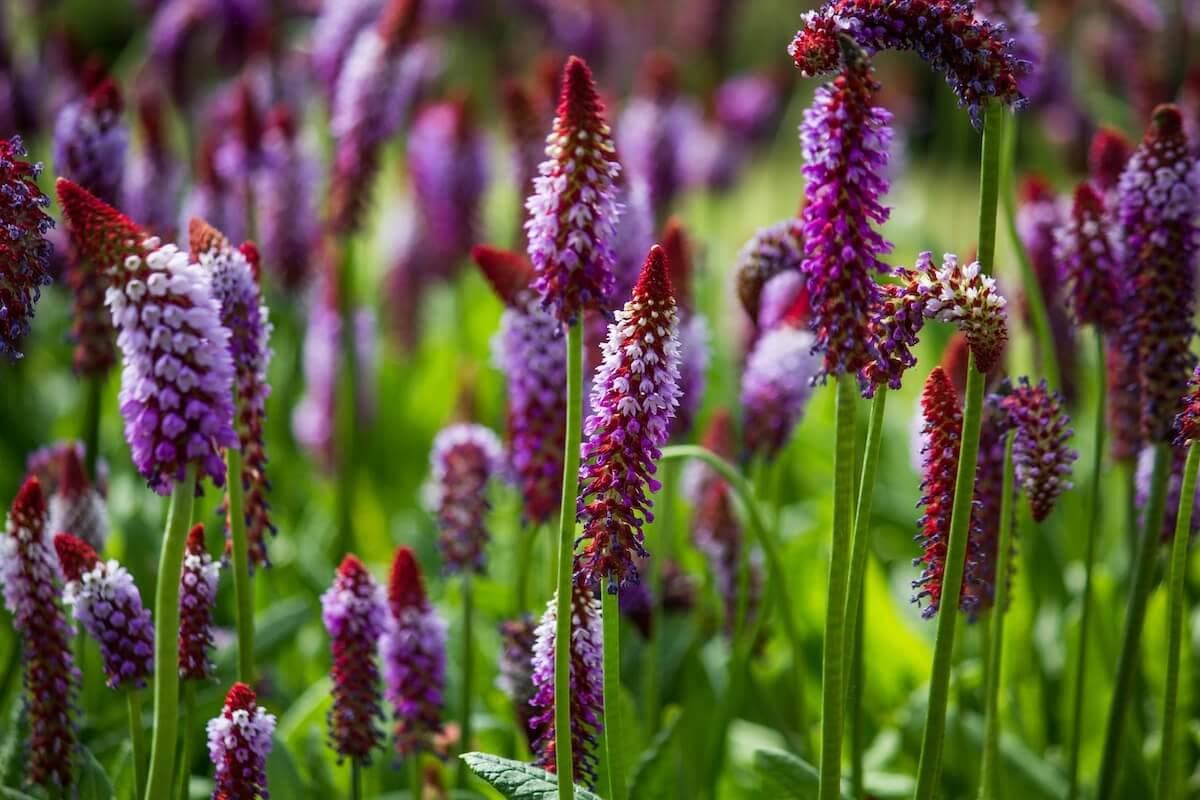 Primula vialii Flowers