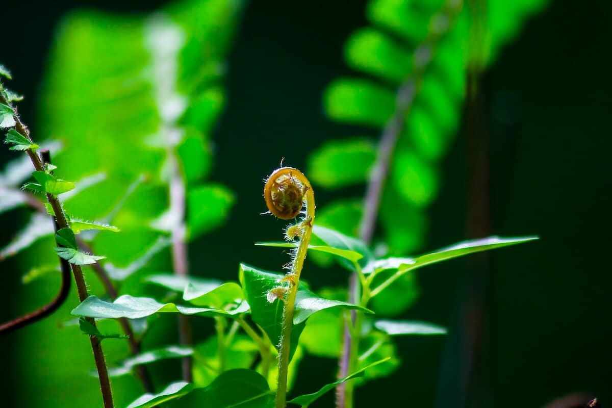 Fronds of a Fern Unfurling