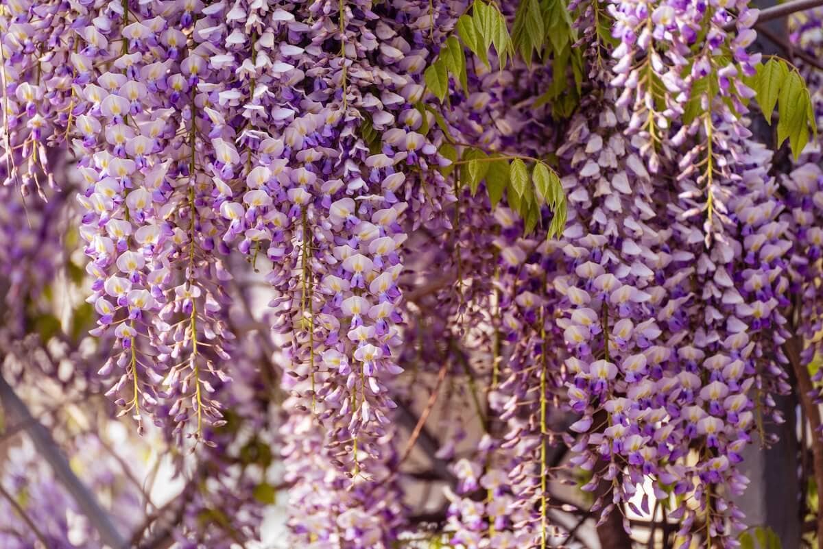 Wisteria sinensis