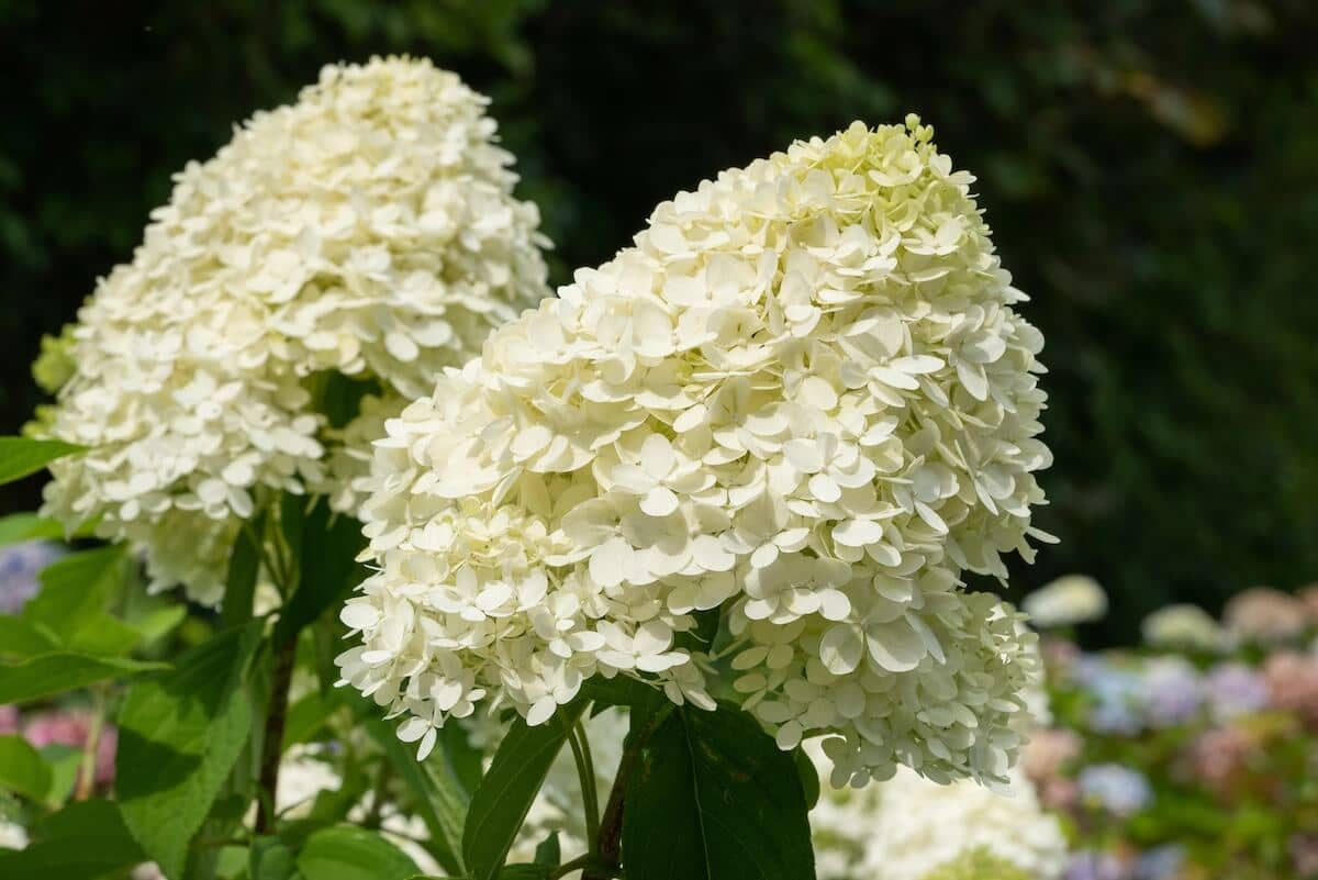 Hydrangea paniculata Limelight Flowers Close Up