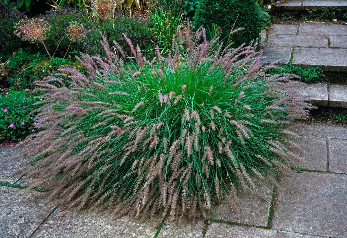 Pennisetum alopecuroides