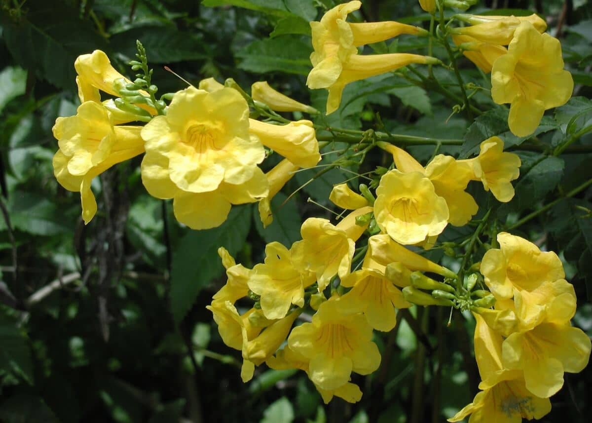 Campsis radicans Yellow Trumpet