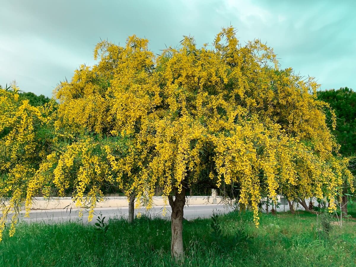 Acacia dealbata-Mimosa