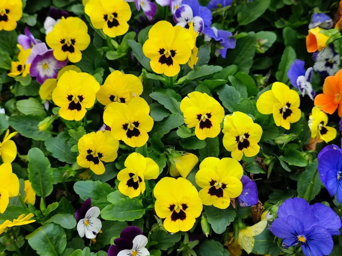 Pansy Flowers