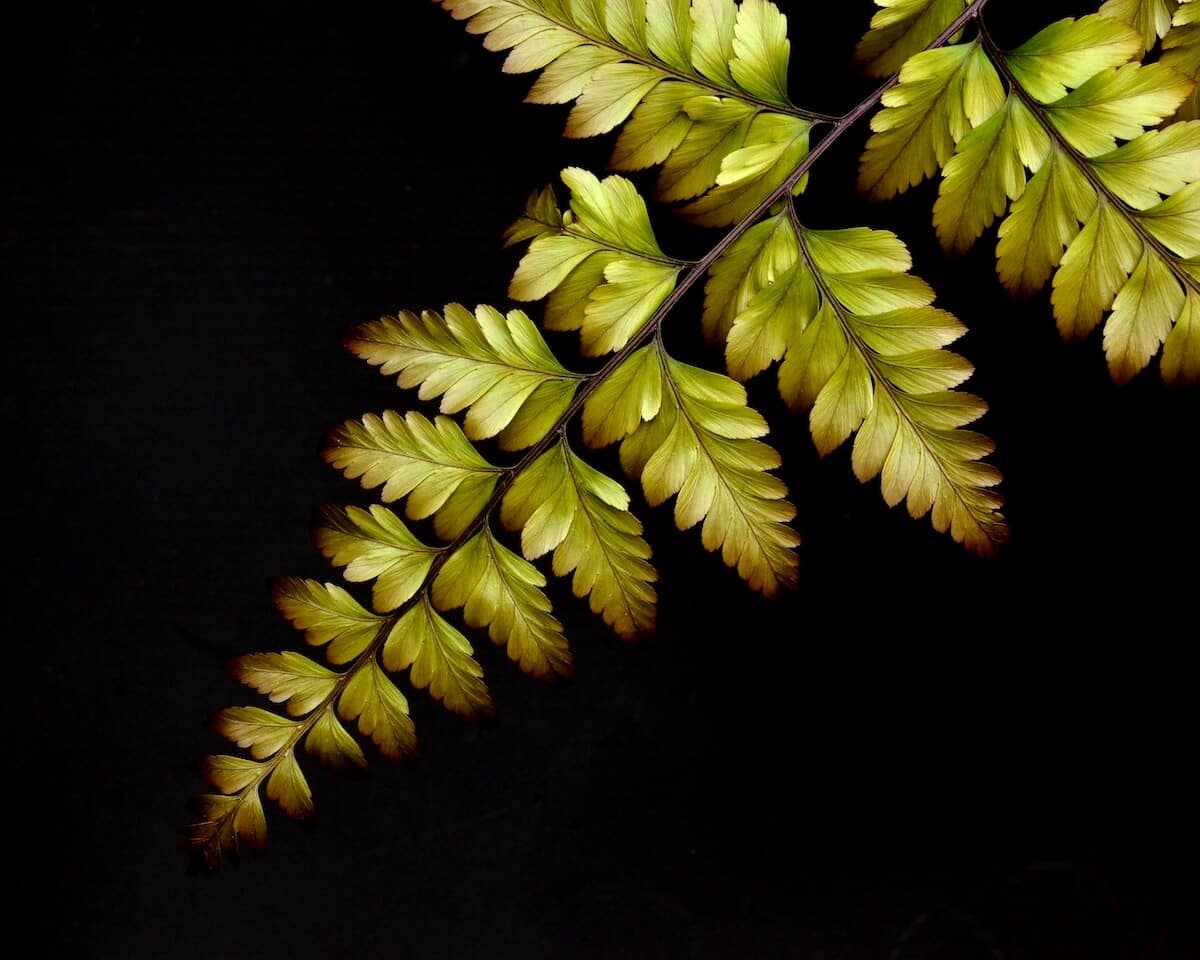 Fern Fronds on Black Ferns