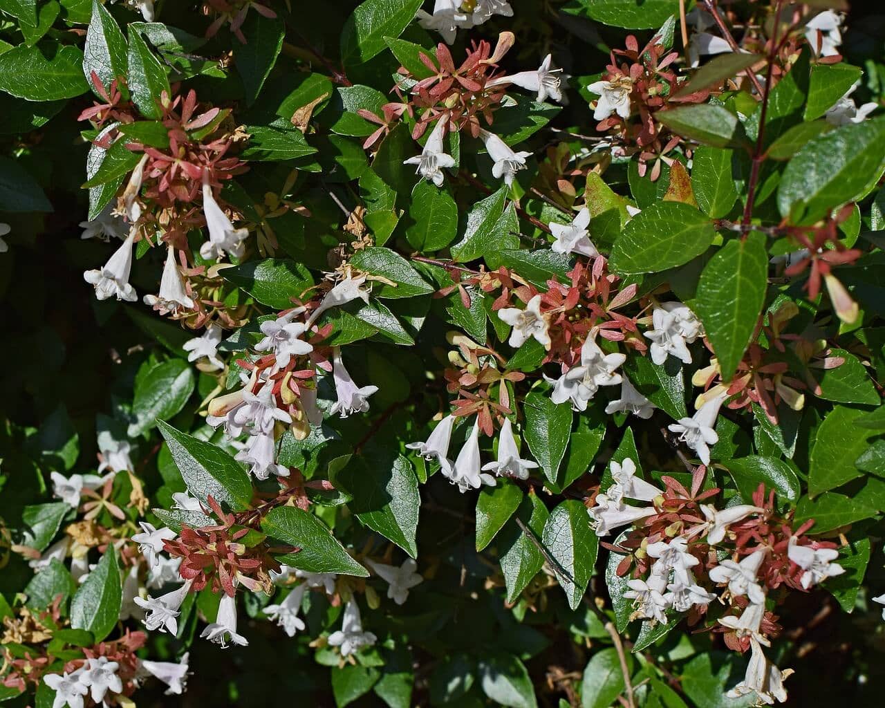 Abelia x grandiflora