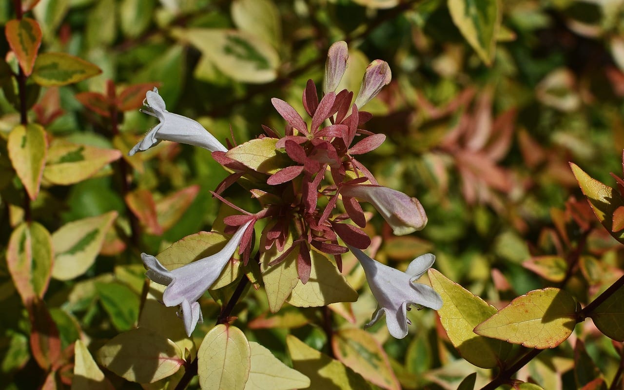 Abelia grandiflora Kaleidoscope