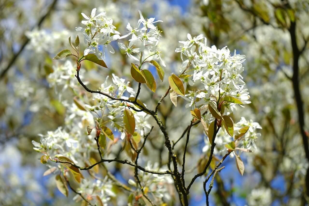 Amelanchier lamarckii