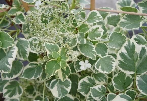 Hydrangea petiolaris 'Silver Lining'