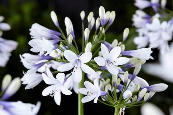 Agapanthus africanus Twister