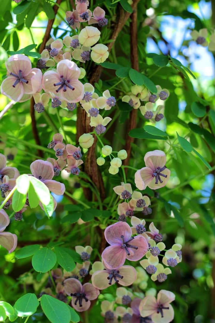 Akebia quinata Cream Form