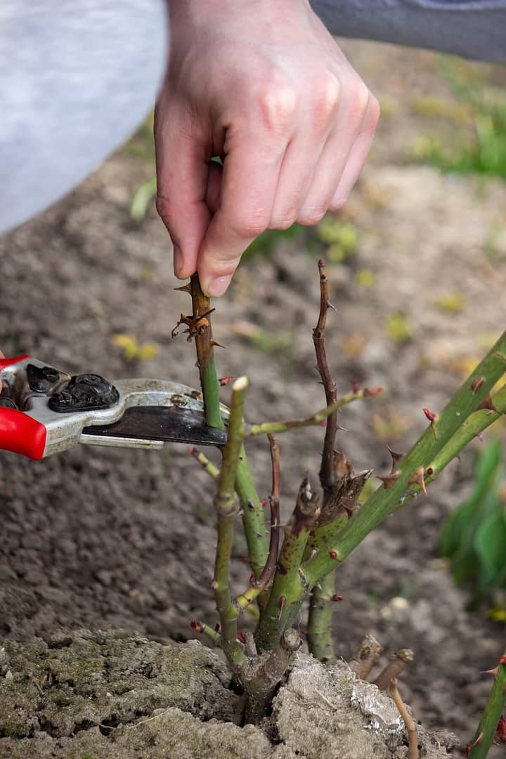 Secateurs Being Used Pruning a Rose