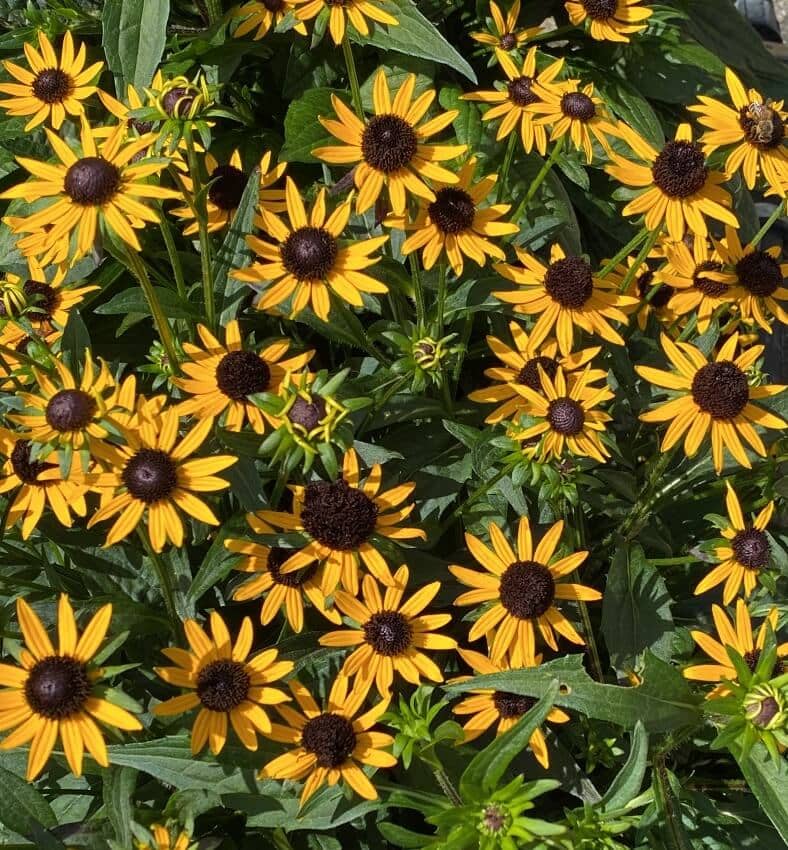 Rudbeckia fulgida Little Goldstar