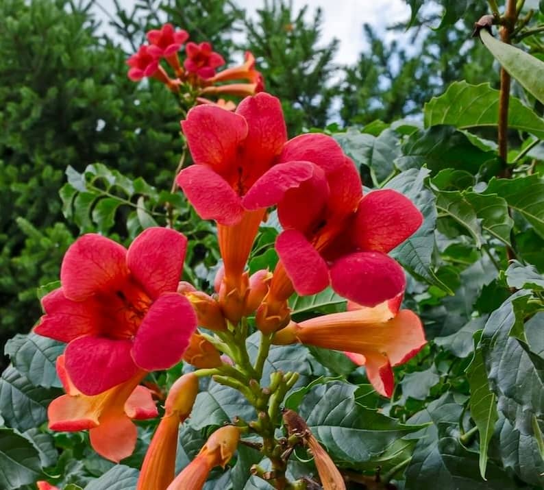 Campsis radicans Stromboli