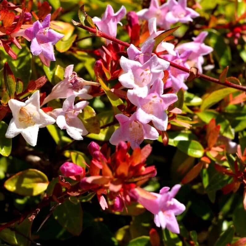 Abelia chinensis Edward Goucher with Bronze New Foliage and Pink Flowers Cropped