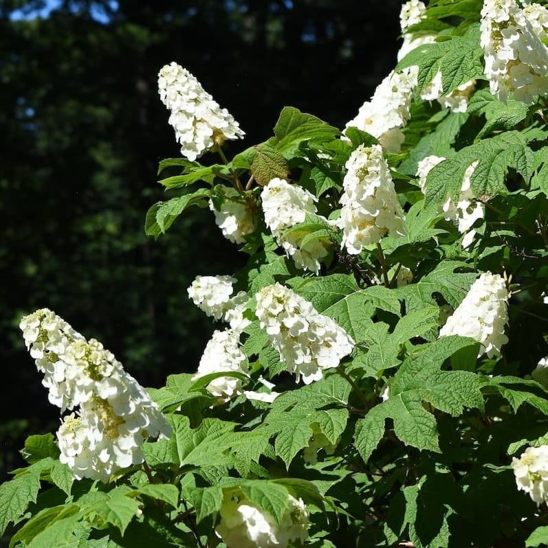 Hydrangea Quercifolia - Oak-Leaved Hydrangea