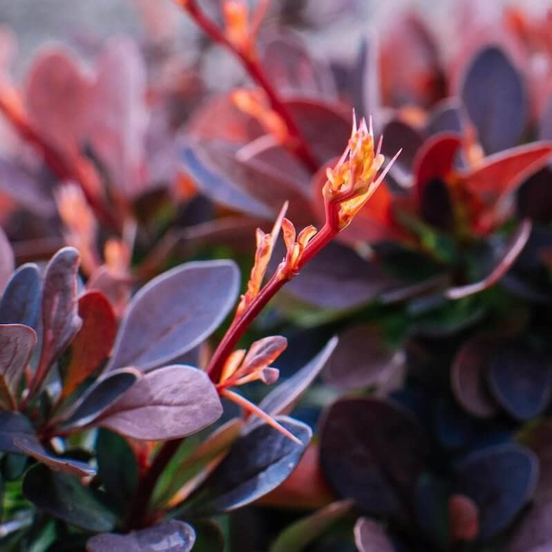 Berberis thunbergii Atropurpurea Close Up Red Leaves