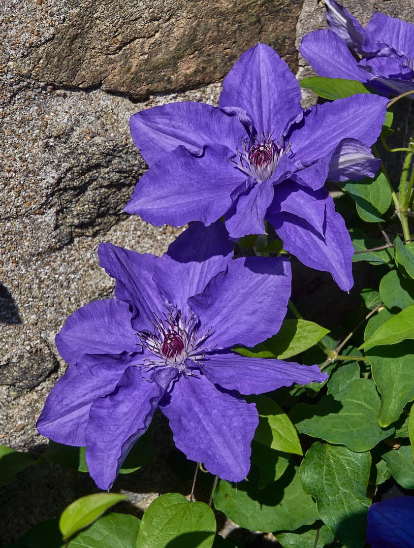 Clematis Lindsay