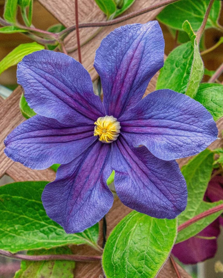 Clematis x durandii