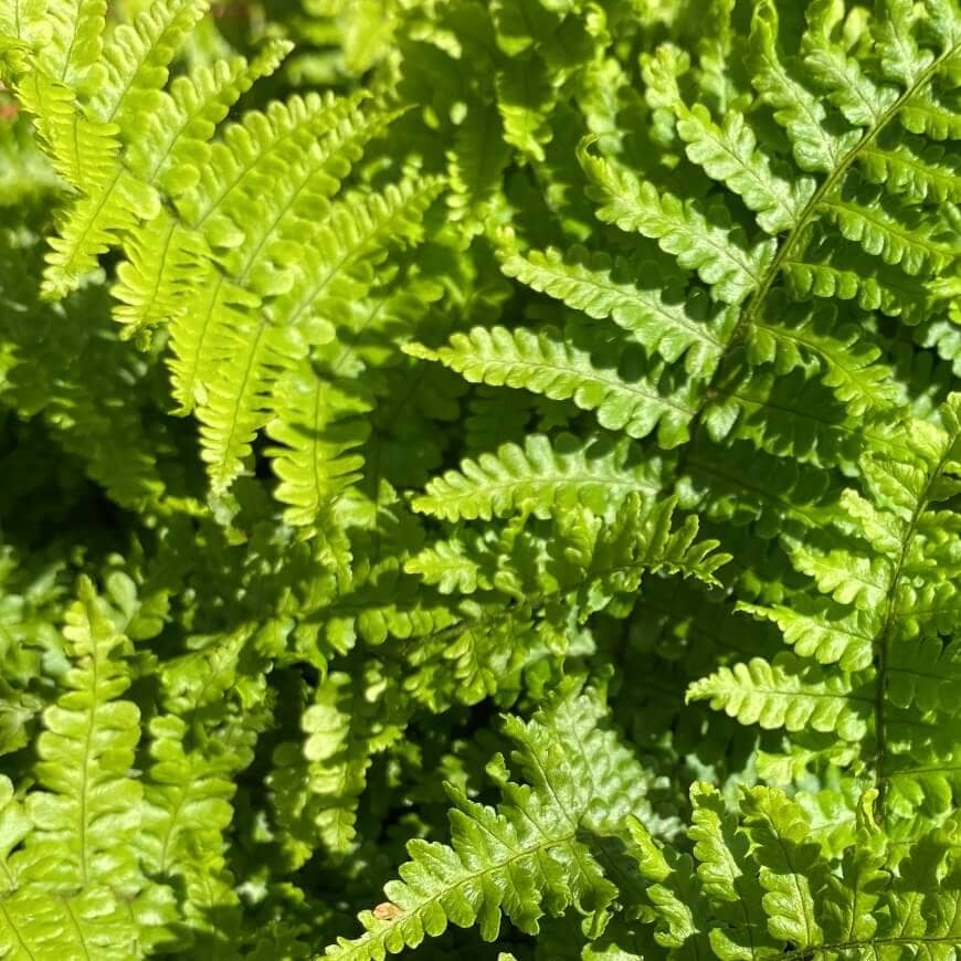 Dryopteris affinis Crispa - Scaly Male Fern