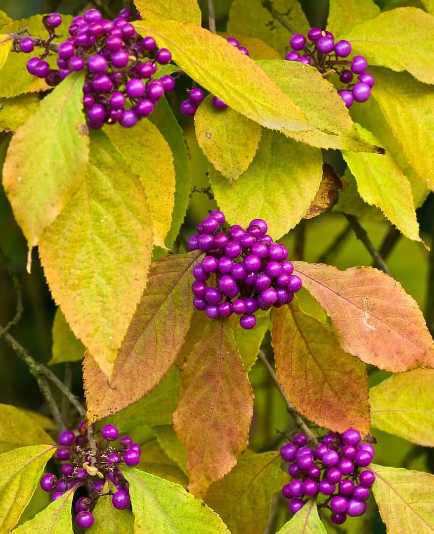 Callicarpa bodinieri Profusion, Beauty Berry Autumn Foliage and Berries